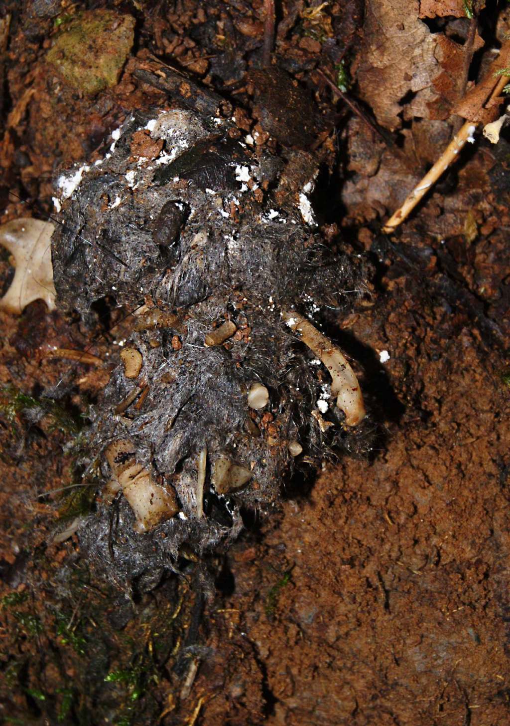 Identificare escrementi predatore